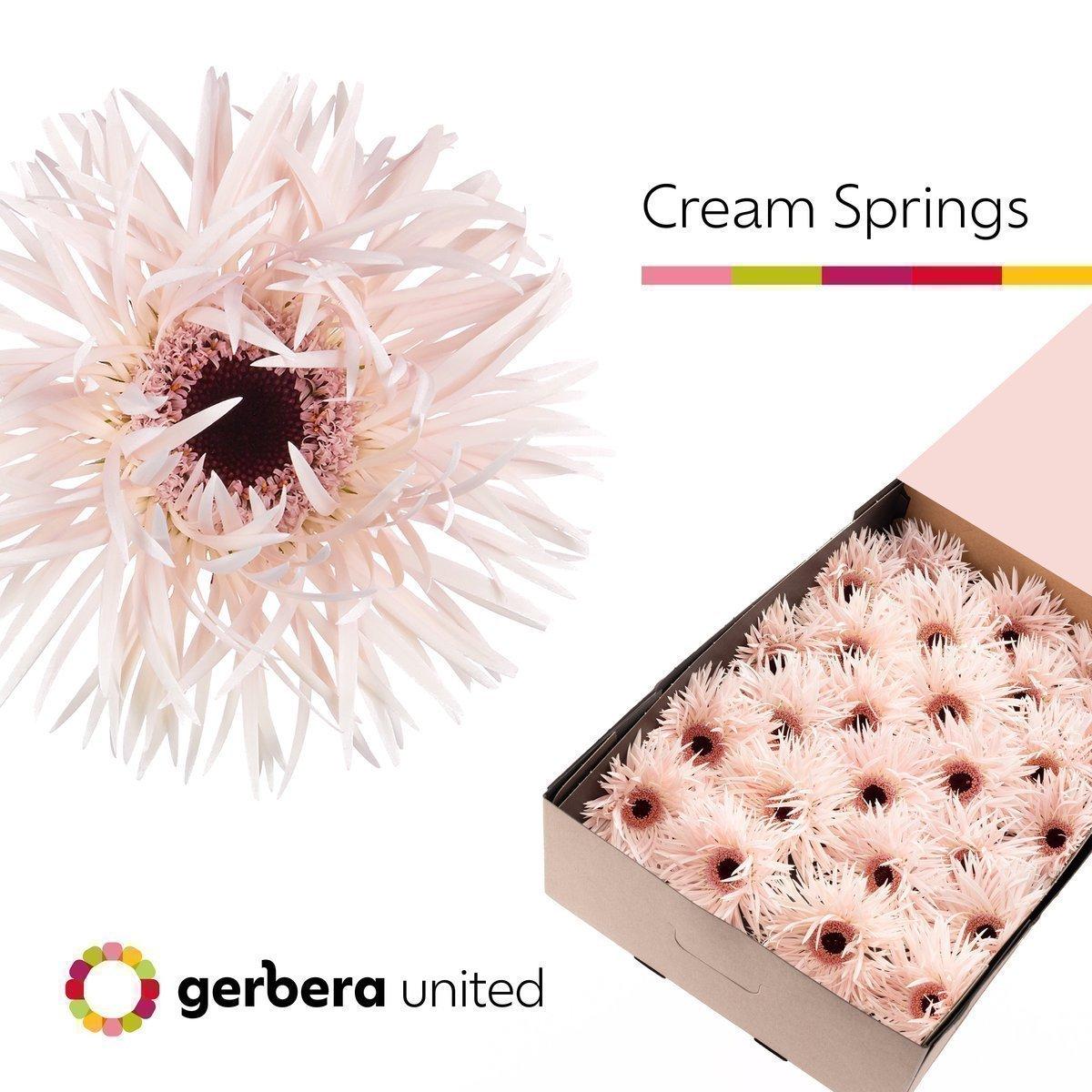 Срезанные цветы оптом Gerbera cream springs от 25шт из Голландии с доставкой по России