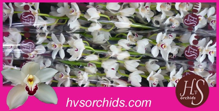 Срезанные цветы оптом Cymbidium white danny green от 6шт из Голландии с доставкой по России