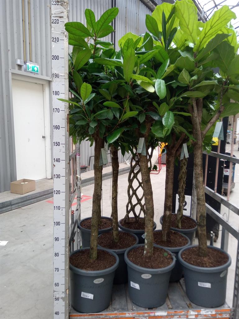Горшечные цветы и растения оптом Ficus Cyathistipula от 1шт из Голландии с доставкой по России