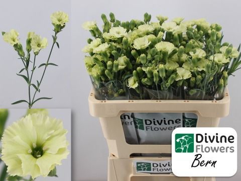 Срезанные цветы оптом Dianthus sp solomio bern от 60шт из Голландии с доставкой по России