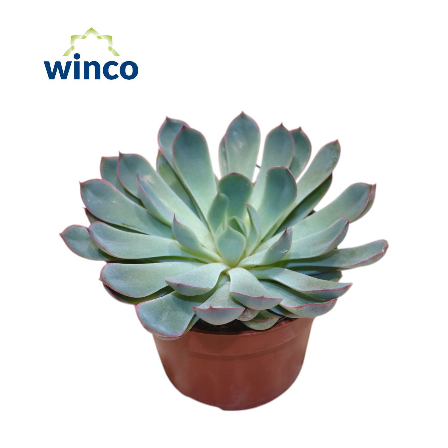 Горшечные цветы и растения оптом Echeveria Pulidonis Grey от 12шт из Голландии с доставкой по России