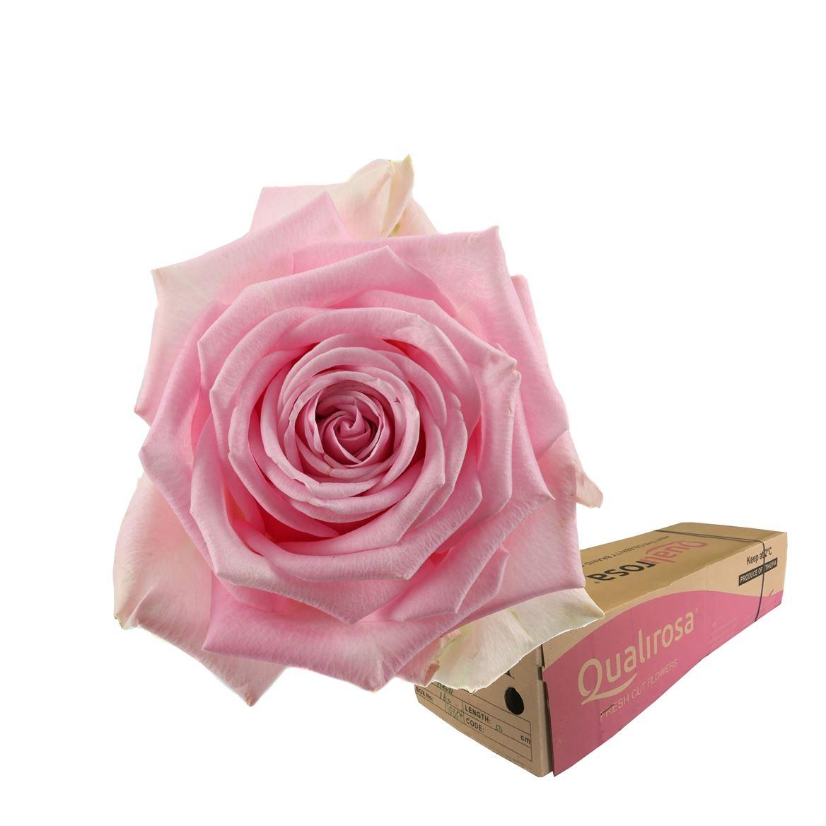 Срезанные цветы оптом Rosa large hera от 440шт. из Голландии с доставкой по России