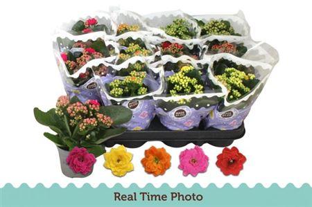 Горшечные цветы и растения оптом Kal Ros Mix от 12шт (для телеги) из Голландии с доставкой по России