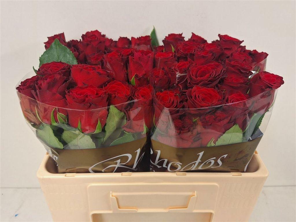 Срезанные цветы оптом Rosa large rhodos от 60шт из Голландии с доставкой по России
