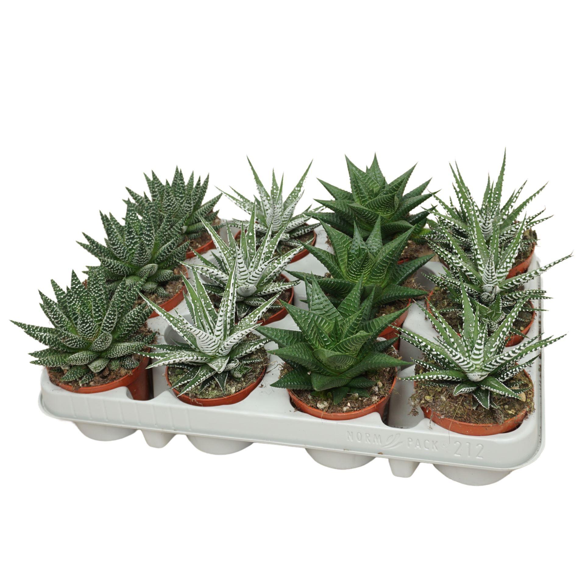 Горшечные цветы и растения оптом Haworthia   ...mix от 12шт (для телеги) из Голландии с доставкой по России