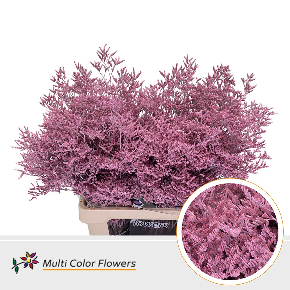 Срезанные цветы оптом Limonium paint pink light от 50шт. из Голландии с доставкой по России