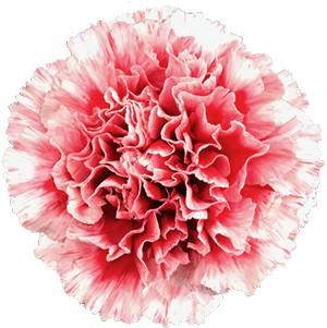 Срезанные цветы оптом Dianthus st cheerio от 240шт из Голландии с доставкой по России