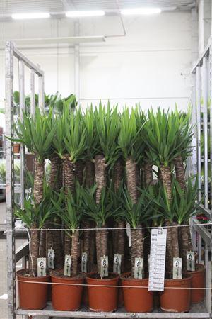 Горшечные цветы и растения оптом Yucca 90-45 Cm от 1шт из Голландии с доставкой по России