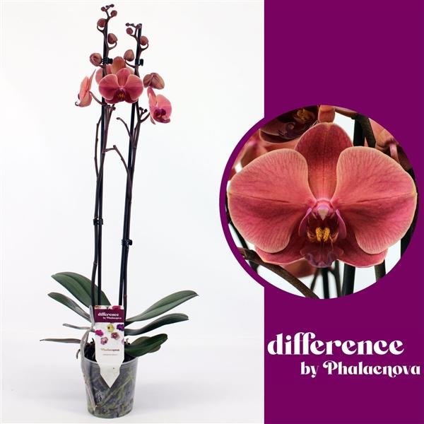 Горшечные цветы и растения оптом Phal 2st Nabonne (phalaenova) от 10шт из Голландии с доставкой по России