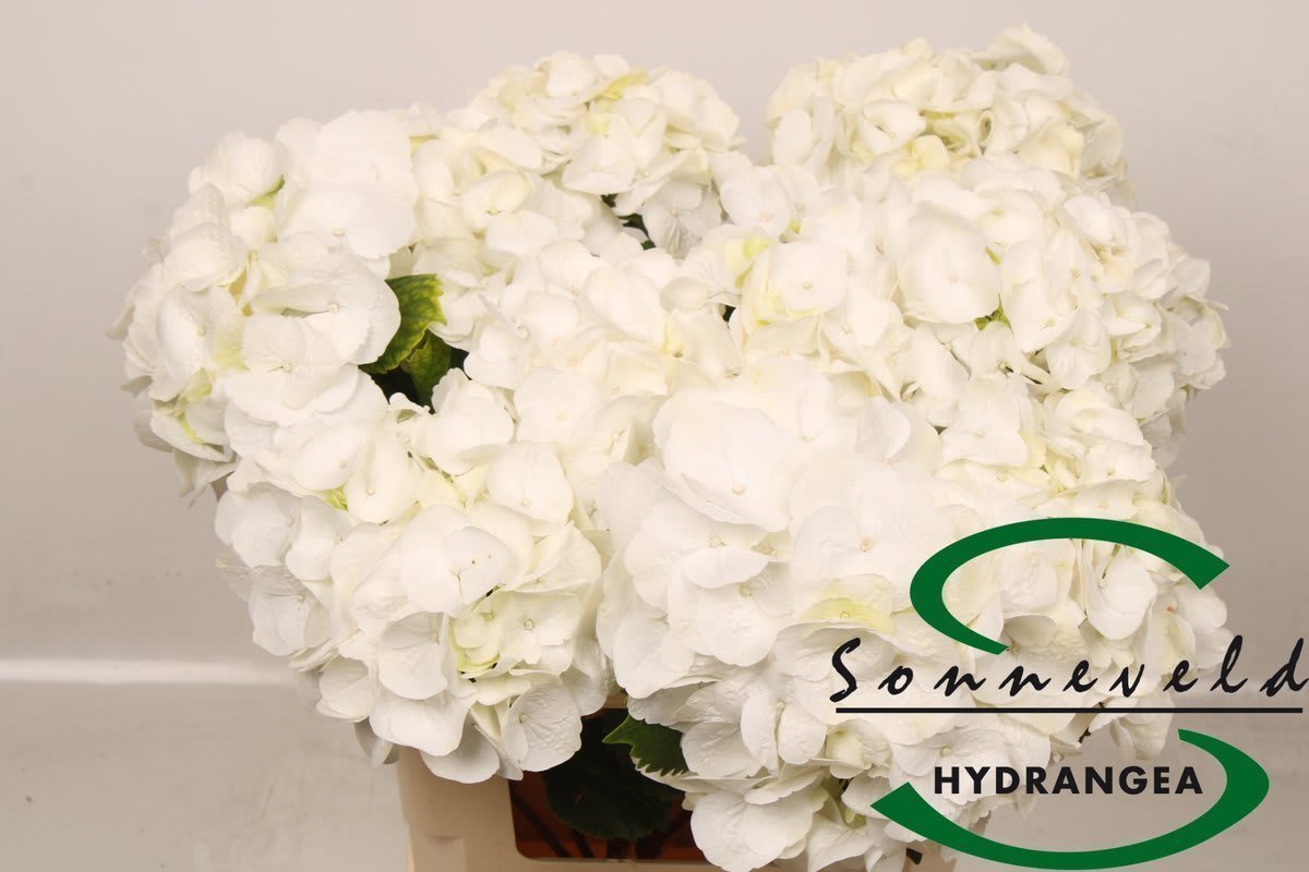 Срезанные цветы оптом Hydrangea royal princess от 10шт из Голландии с доставкой по России