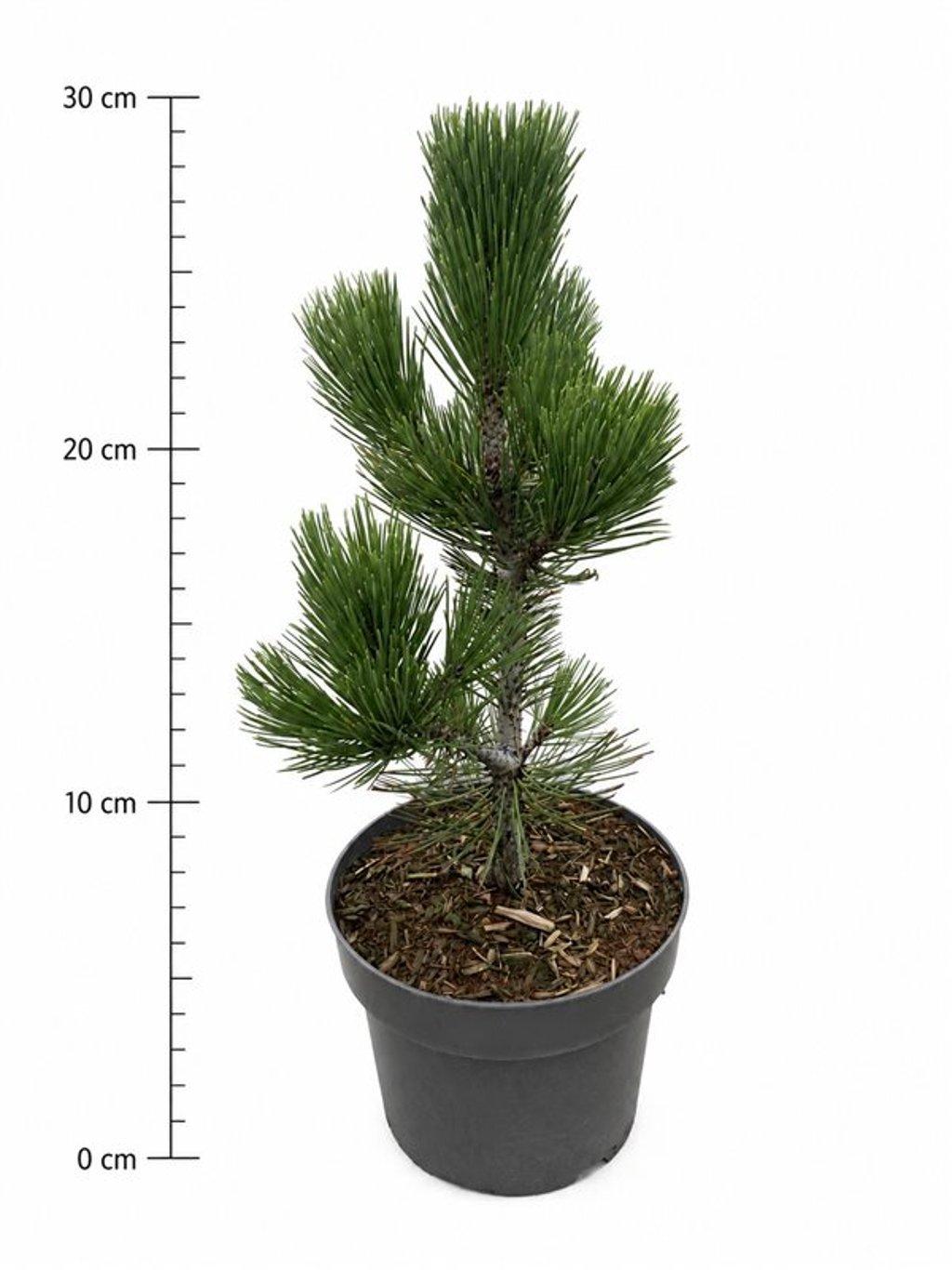 Горшечные цветы и растения оптом Pinus Heldreichii Compact Gem от 1шт из Голландии с доставкой по России