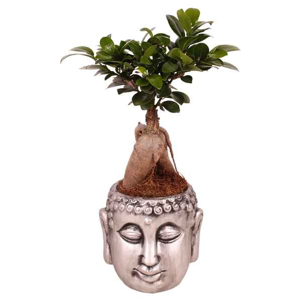 Горшечные цветы и растения оптом Ficus Ginseng In Silver Buddha Pot от 6шт из Голландии с доставкой по России