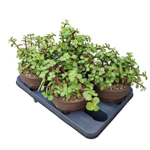 Горшечные цветы и растения оптом Portulacaria Afra Verde In Terracotta от 4шт из Голландии с доставкой по России