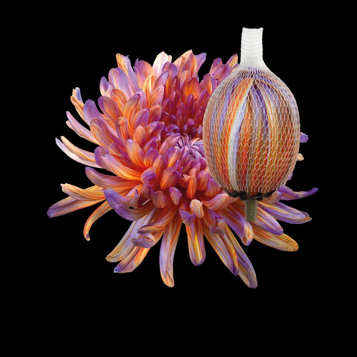 Срезанные цветы оптом Chrys bl paint antonov bonaire от 40шт из Голландии с доставкой по России