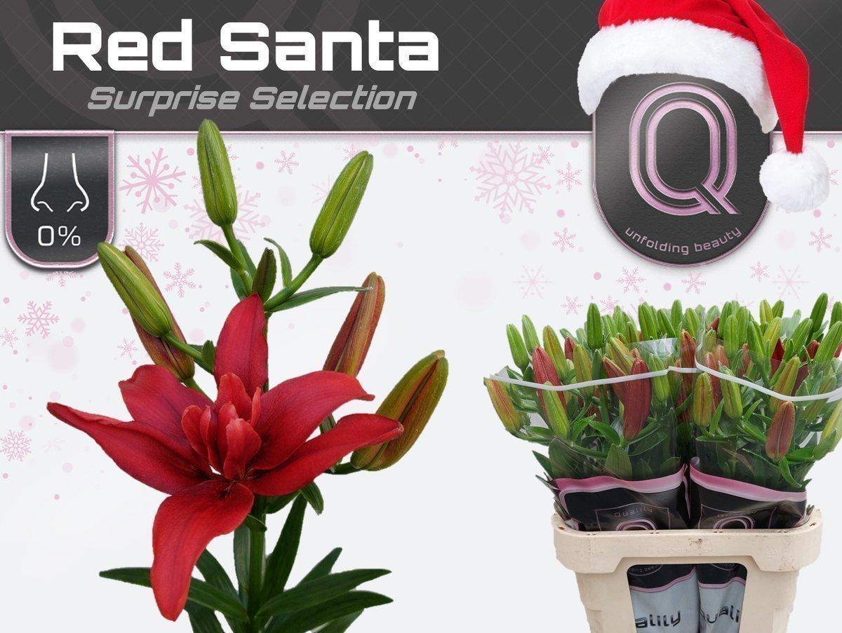 Срезанные цветы оптом Lilium la do other mix от 40шт из Голландии с доставкой по России