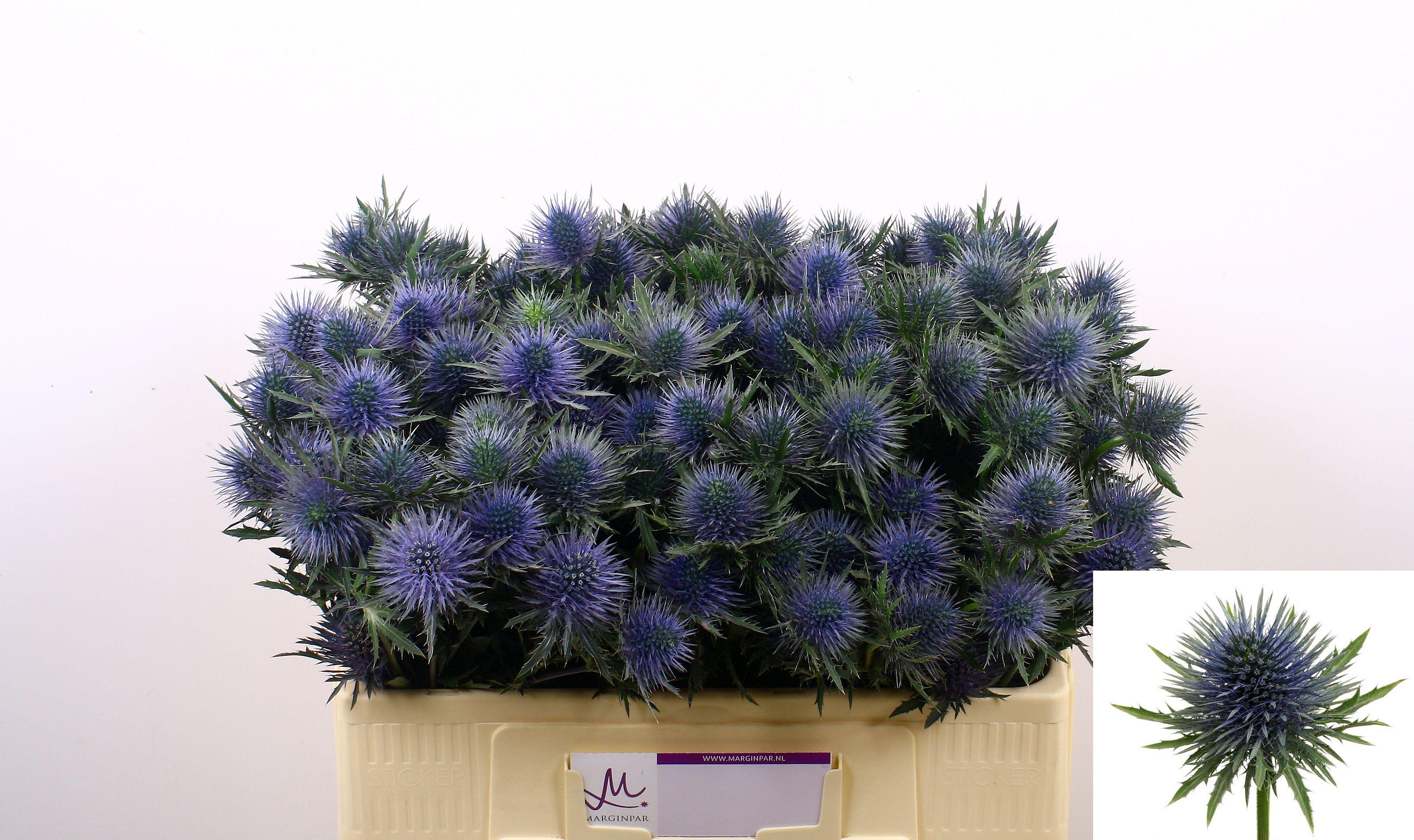 Срезанные цветы оптом Eryngium magnetar от 60шт. из Голландии с доставкой по России
