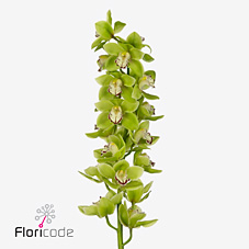 Срезанные цветы оптом Cymbidium green tamara green от 6шт.. из Голландии с доставкой по России