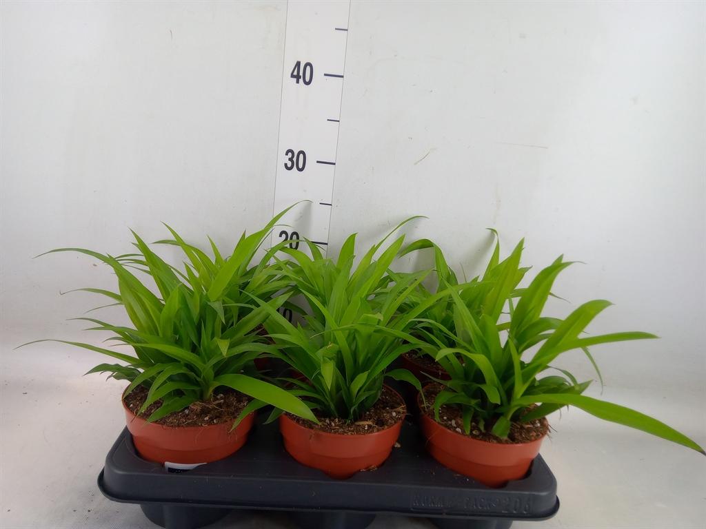 Горшечные цветы и растения оптом Chlorophytum Comosum Lemon от 6шт из Голландии с доставкой по России