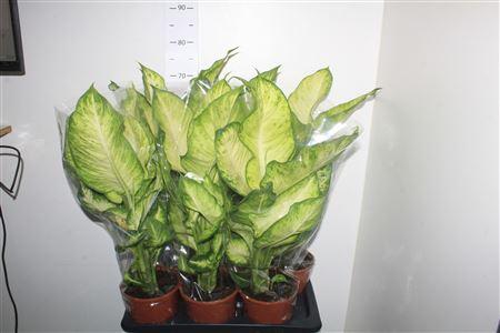 Горшечные цветы и растения оптом Dieff Ov Bravo от 6шт из Голландии с доставкой по России