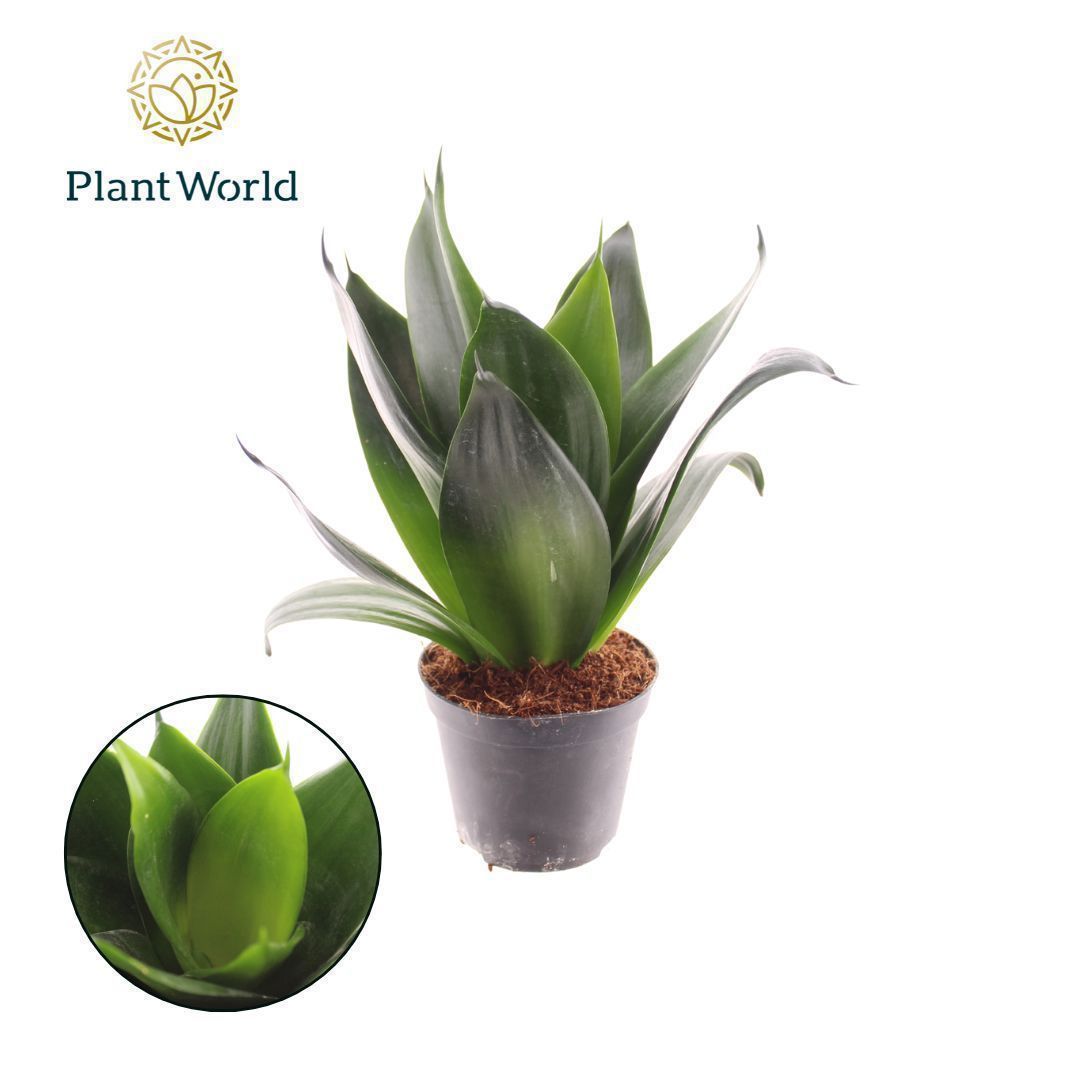 Горшечные цветы и растения оптом Sansevieria Black Dragon от 12шт (для телеги) из Голландии с доставкой по России