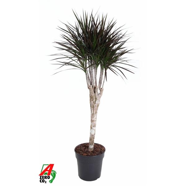 Горшечные цветы и растения оптом Drac Magenta On Stem от 1шт из Голландии с доставкой по России