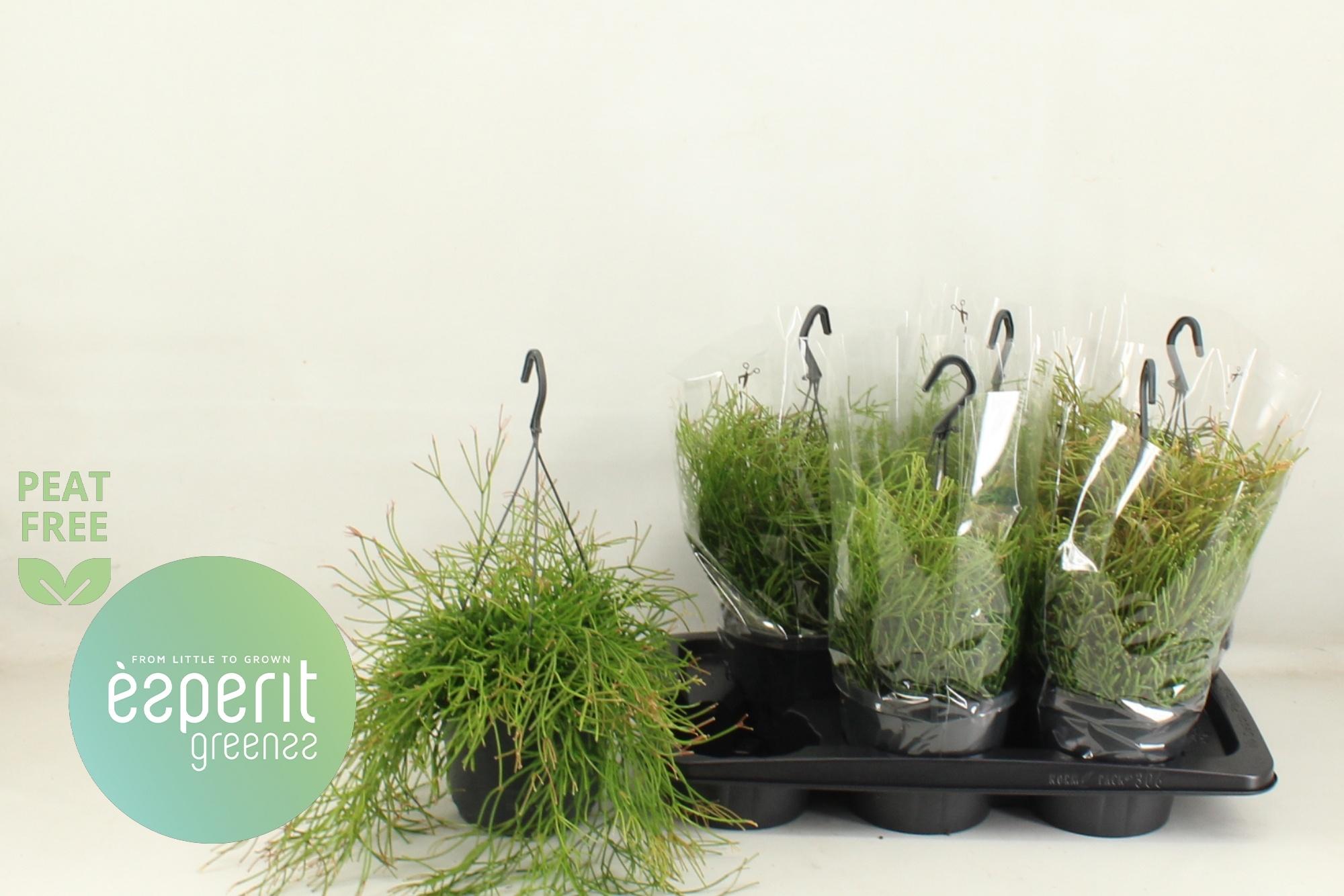 Горшечные цветы и растения оптом Rhipsalis Easy Sweet от 6шт из Голландии с доставкой по России