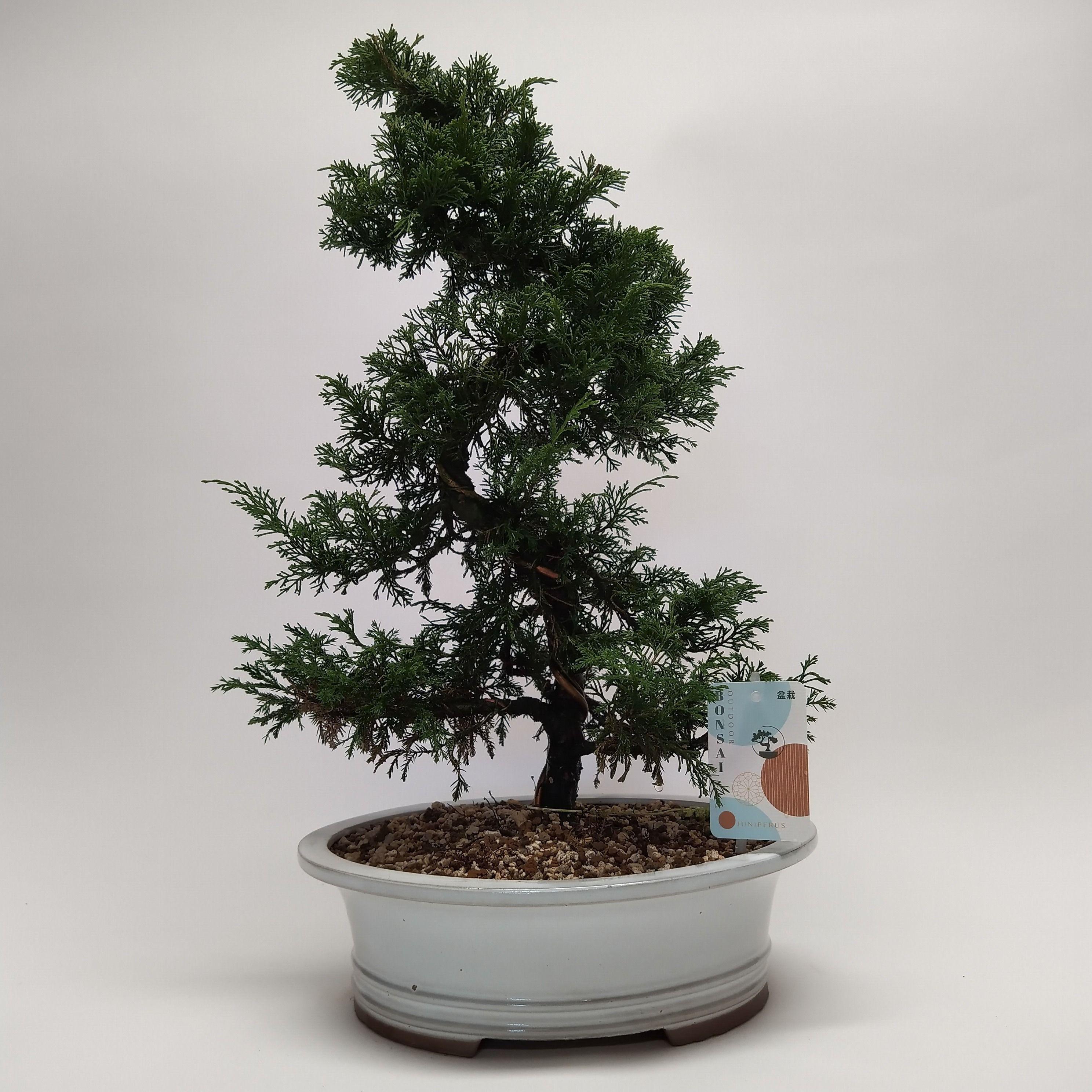 Горшечные цветы и растения оптом Bonsai Juniperus Itoigawa S-shape от 1шт из Голландии с доставкой по России