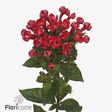Срезанные цветы оптом Bouvardia si royal red от 60шт из Голландии с доставкой по России