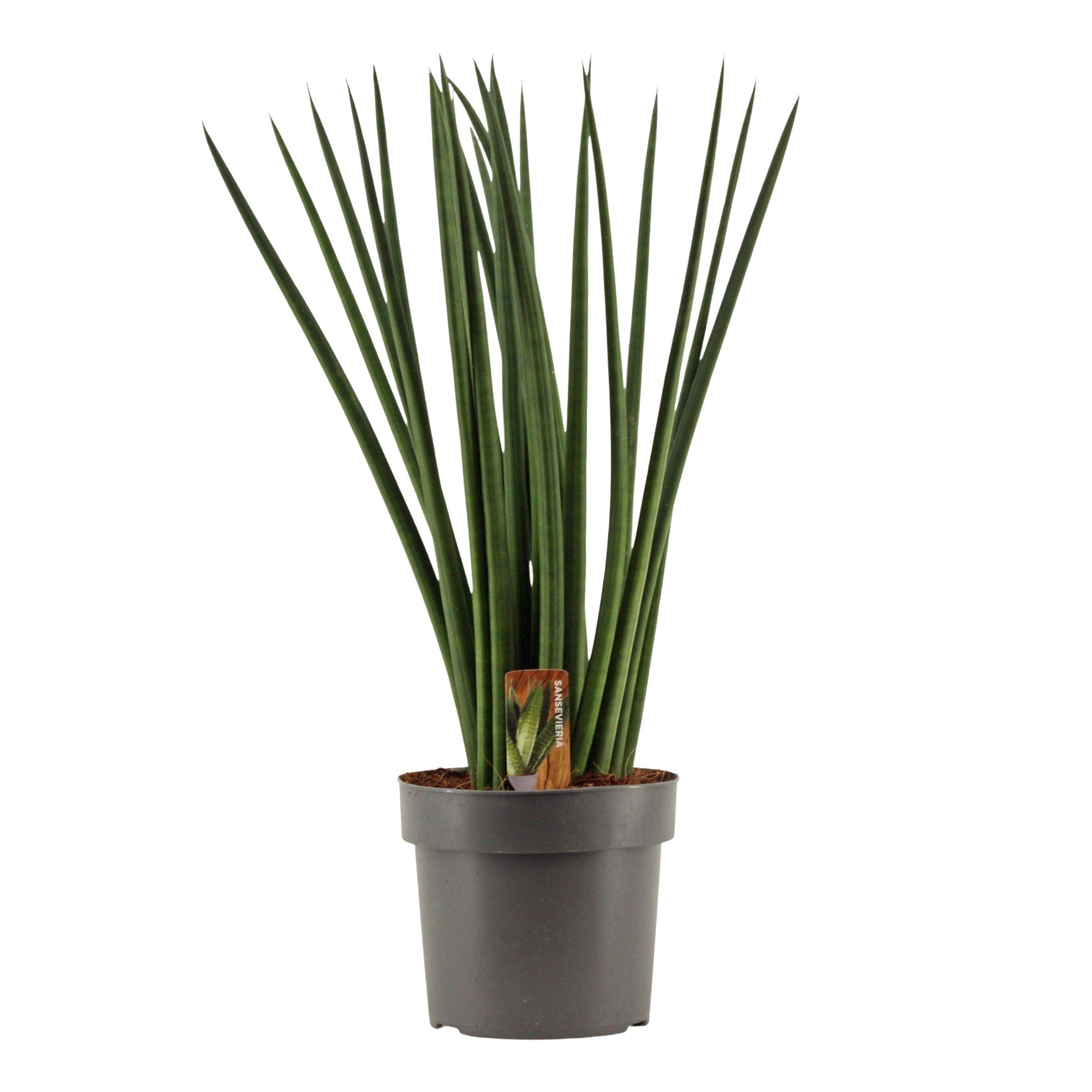 Горшечные цветы и растения оптом Sansevieria Cylindrica Spaghetti от 4шт из Голландии с доставкой по России