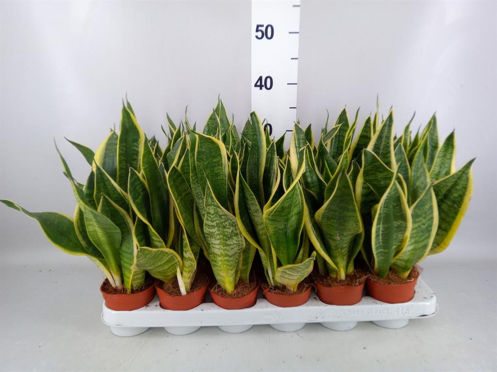 Горшечные цветы и растения оптом Sansevieria Trifa. futura Superba A от 18шт (для телеги) из Голландии с доставкой по России