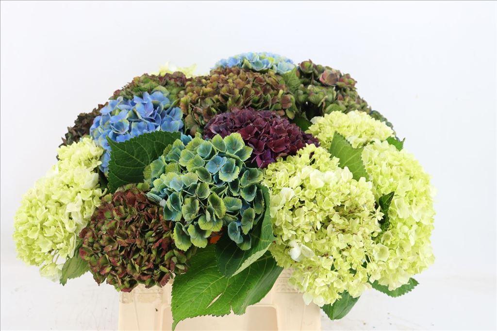 Срезанные цветы оптом Hydrangea mix de france от 15шт из Голландии с доставкой по России