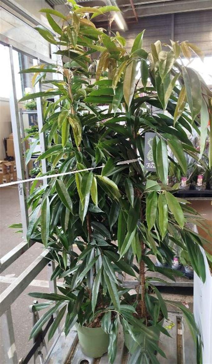 Горшечные цветы и растения оптом Ficus Bin Amstel King от 1шт из Голландии с доставкой по России
