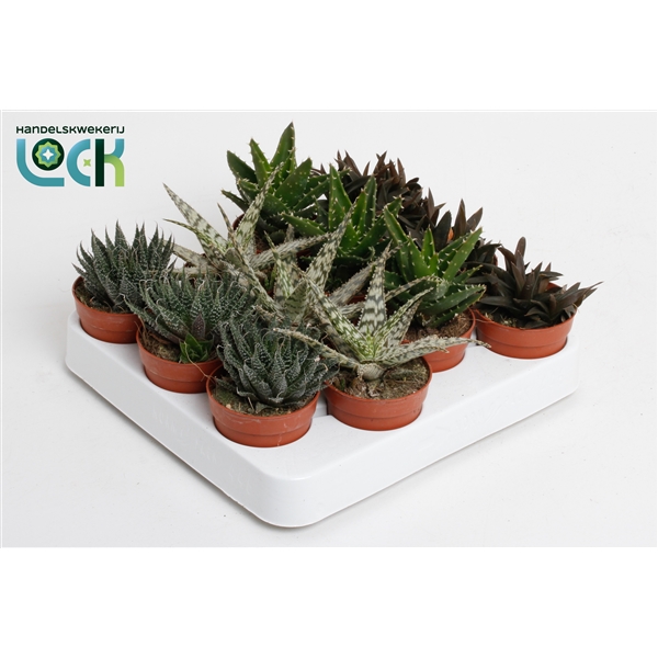 Горшечные цветы и растения оптом Aloe Mix от 12шт (для телеги) из Голландии с доставкой по России