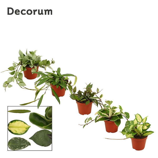 Горшечные цветы и растения оптом Hoya Mix (decorum) от 18шт (для телеги) из Голландии с доставкой по России