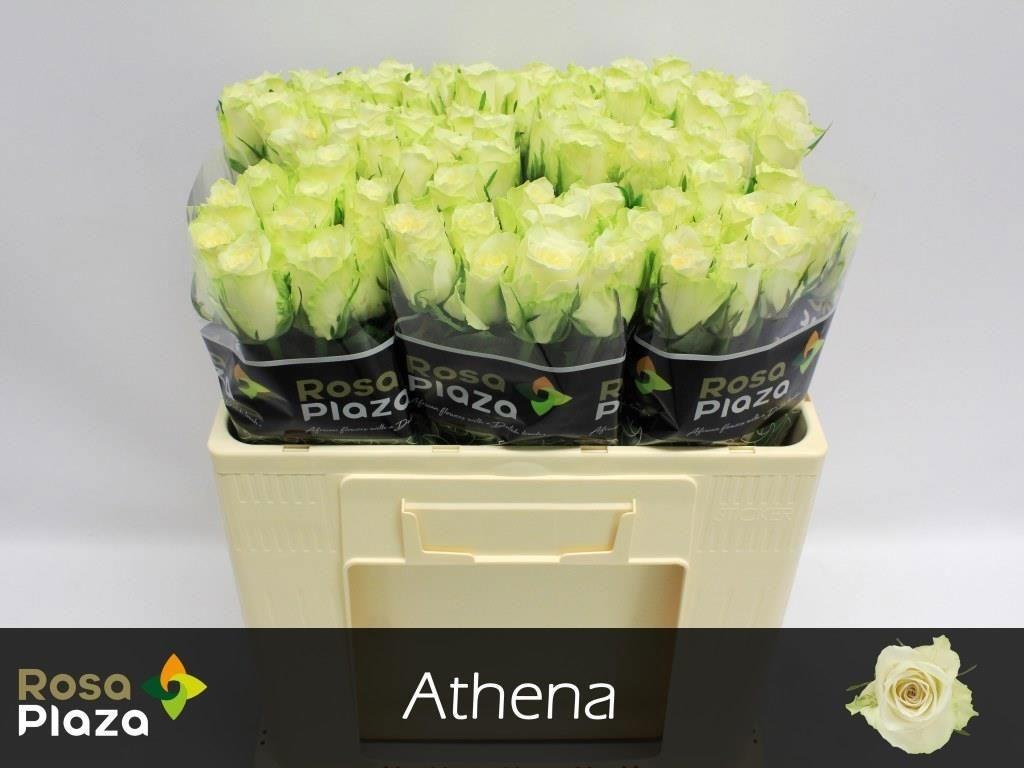 Срезанные цветы оптом Rosa large athena от 80шт.... из Голландии с доставкой по России