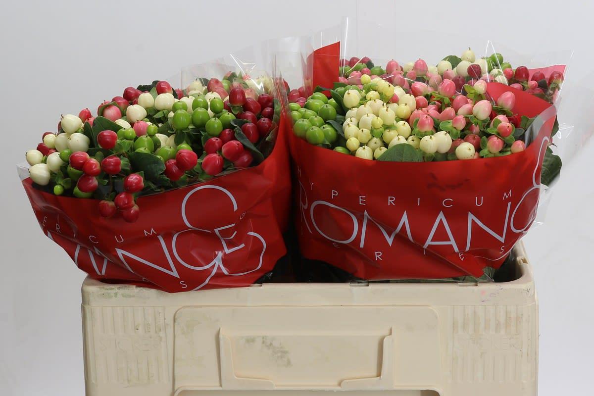 Срезанные цветы оптом Hypericum rainbow romance от 100шт из Голландии с доставкой по России