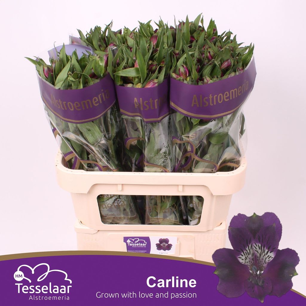 Срезанные цветы оптом Alstroemeria carline от 80шт из Голландии с доставкой по России
