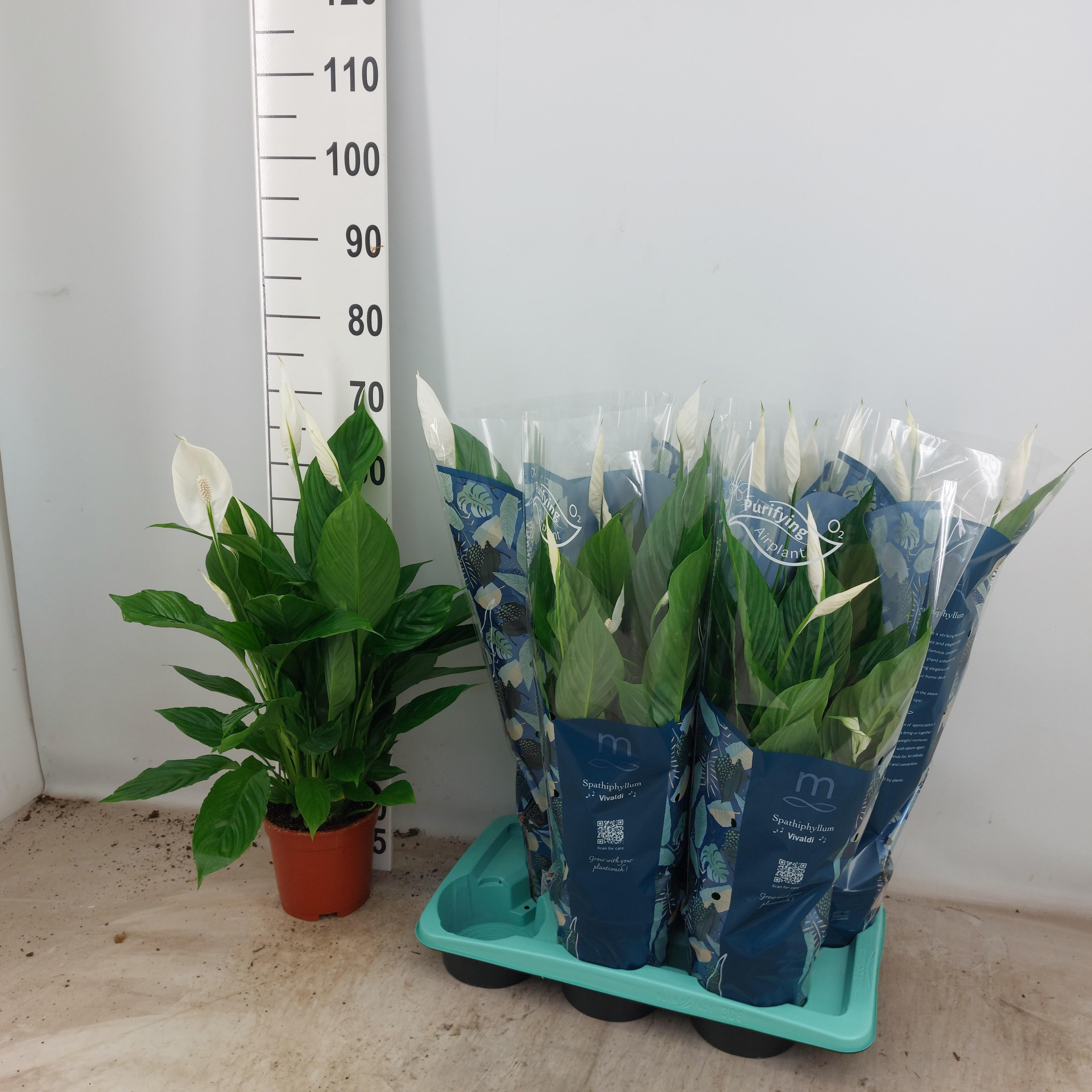 Горшечные цветы и растения оптом Spath Vivaldi от 6шт из Голландии с доставкой по России