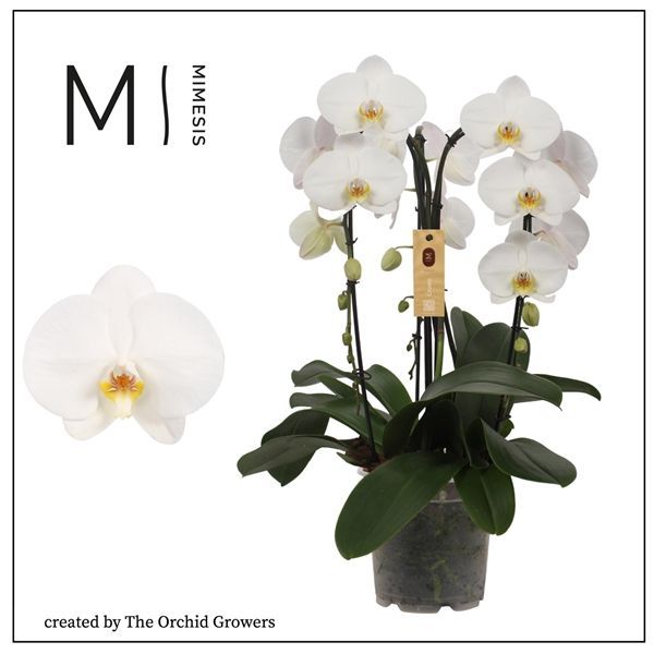 Горшечные цветы и растения оптом Phal 3st Crown White 24+ (orchid Growers) от 2шт из Голландии с доставкой по России