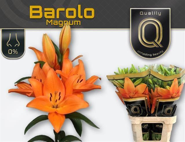 Срезанные цветы оптом Lilium la barolo от 50шт из Голландии с доставкой по России