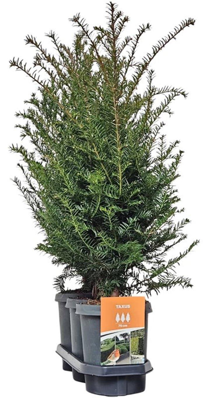 Горшечные цветы и растения оптом Hedgeline Taxus Baccata 60-80 C4 от 3шт из Голландии с доставкой по России