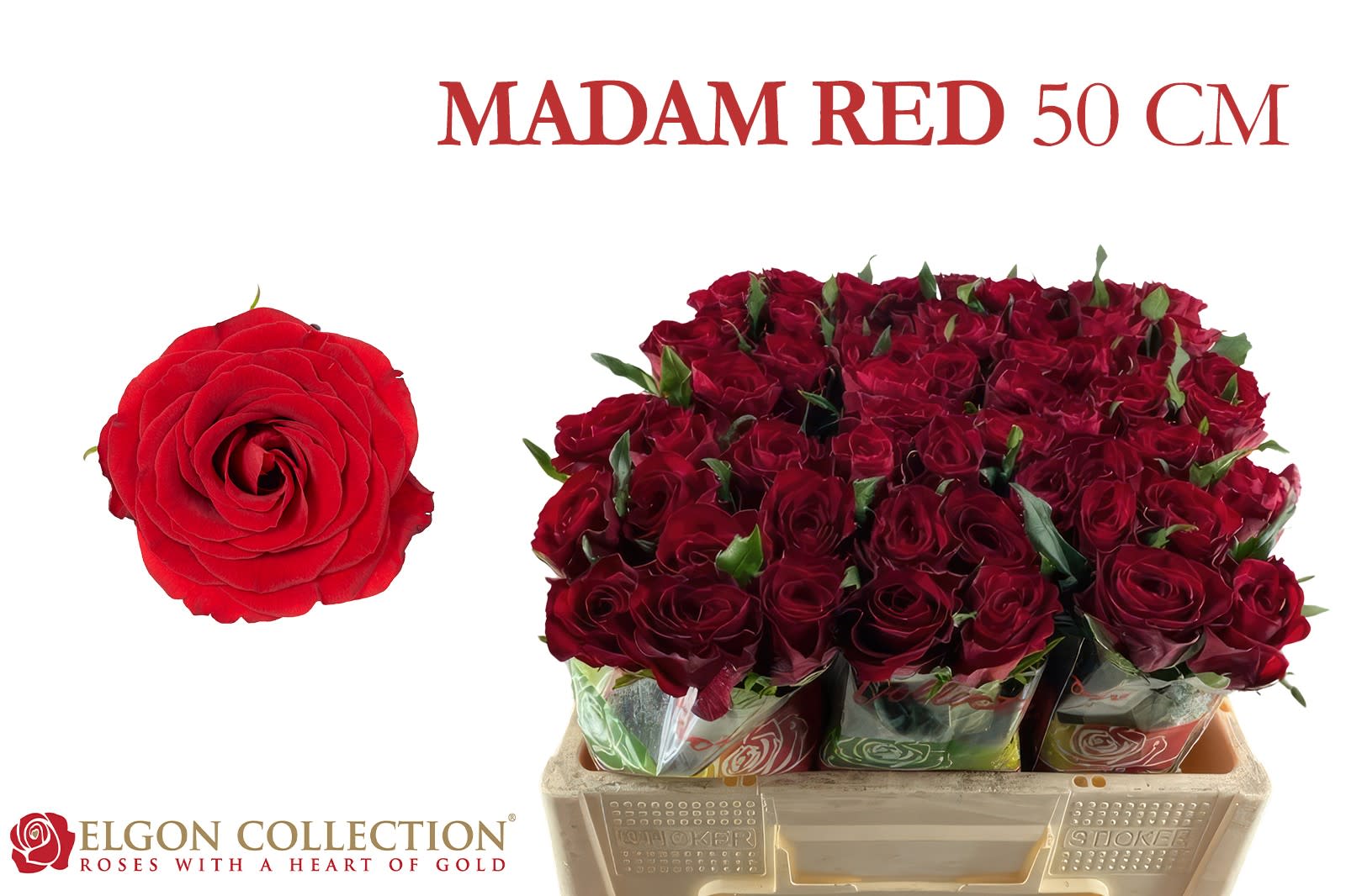 Срезанные цветы оптом Rosa large madam red от 440шт из Голландии с доставкой по России