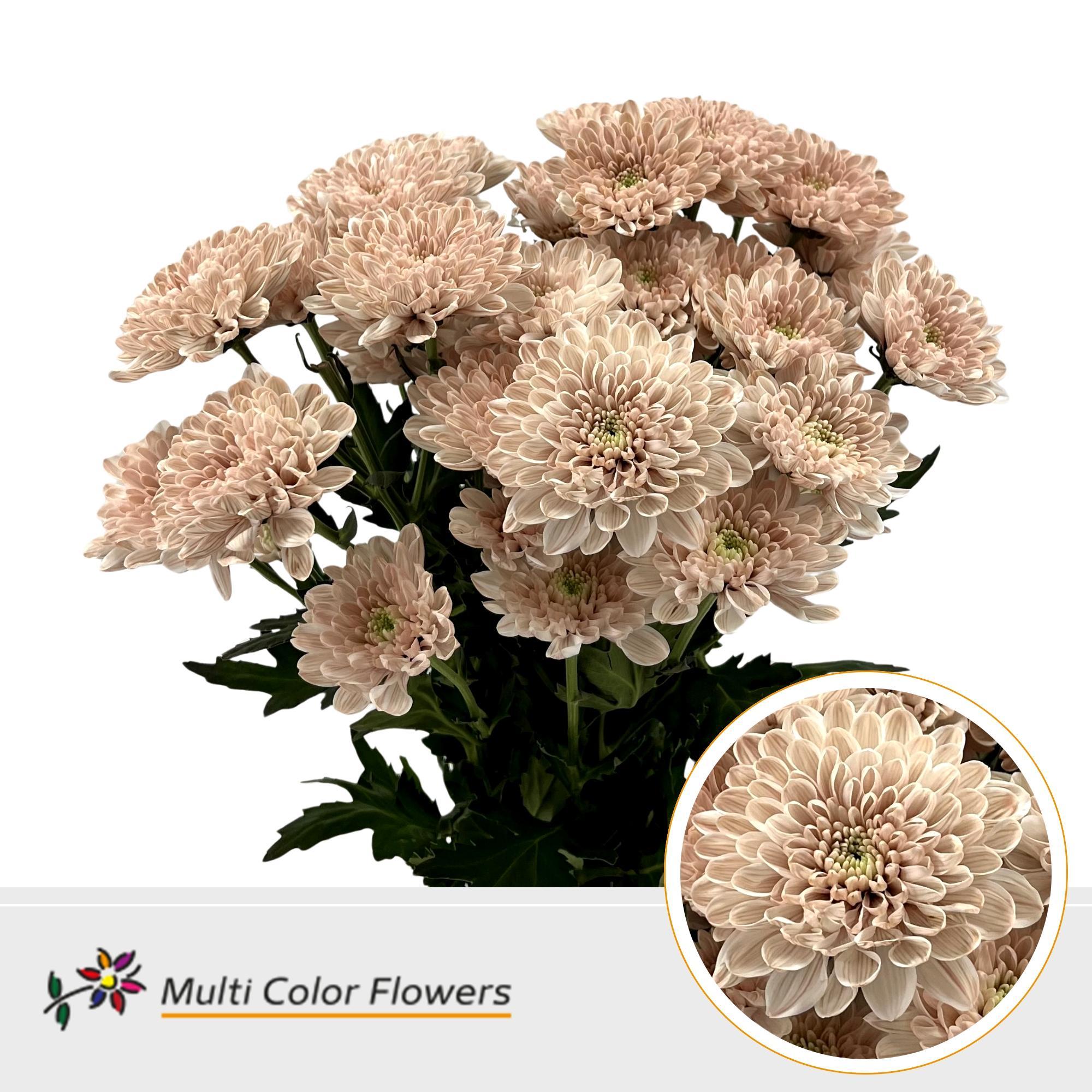 Срезанные цветы оптом Chrys sp paint altaj desert bloom от 40шт из Голландии с доставкой по России