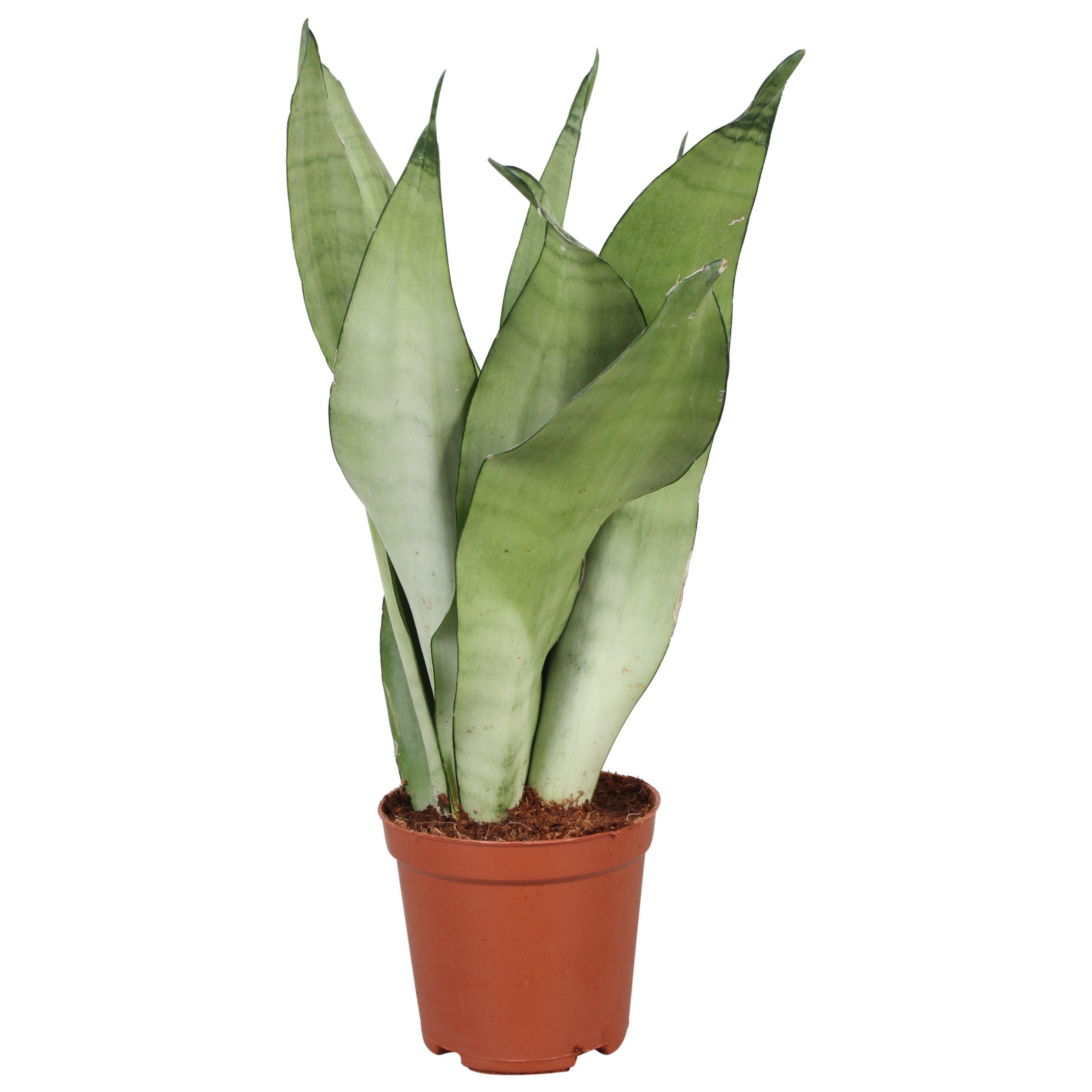 Горшечные цветы и растения оптом Sansevieria Moonshine от 10шт из Голландии с доставкой по России
