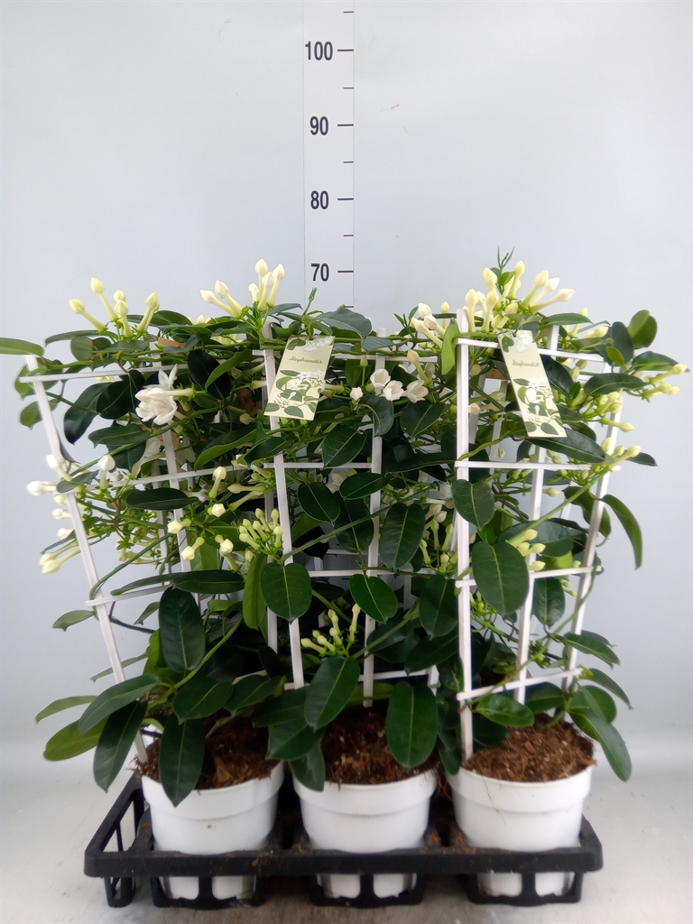 Горшечные цветы и растения оптом Stephanotis Floribunda   ... от 6шт из Голландии с доставкой по России