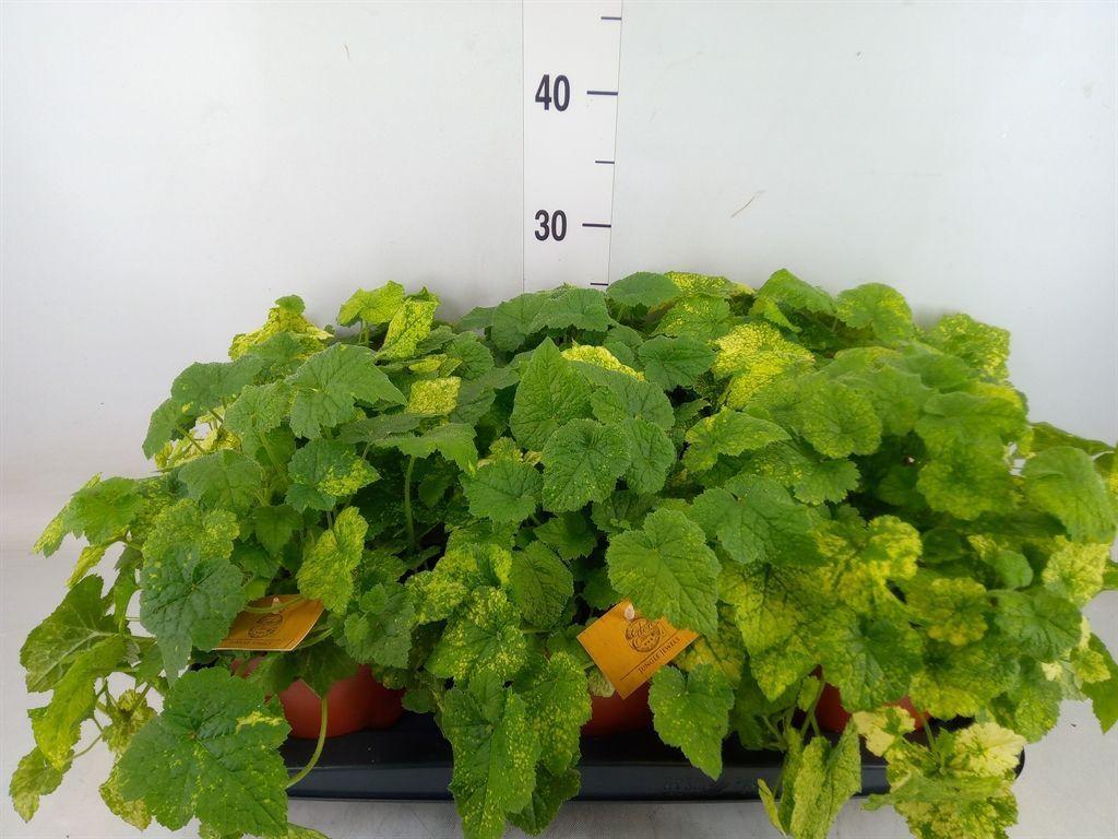 Горшечные цветы и растения оптом Tolmiea Menziesii   ...variegated от 6шт из Голландии с доставкой по России