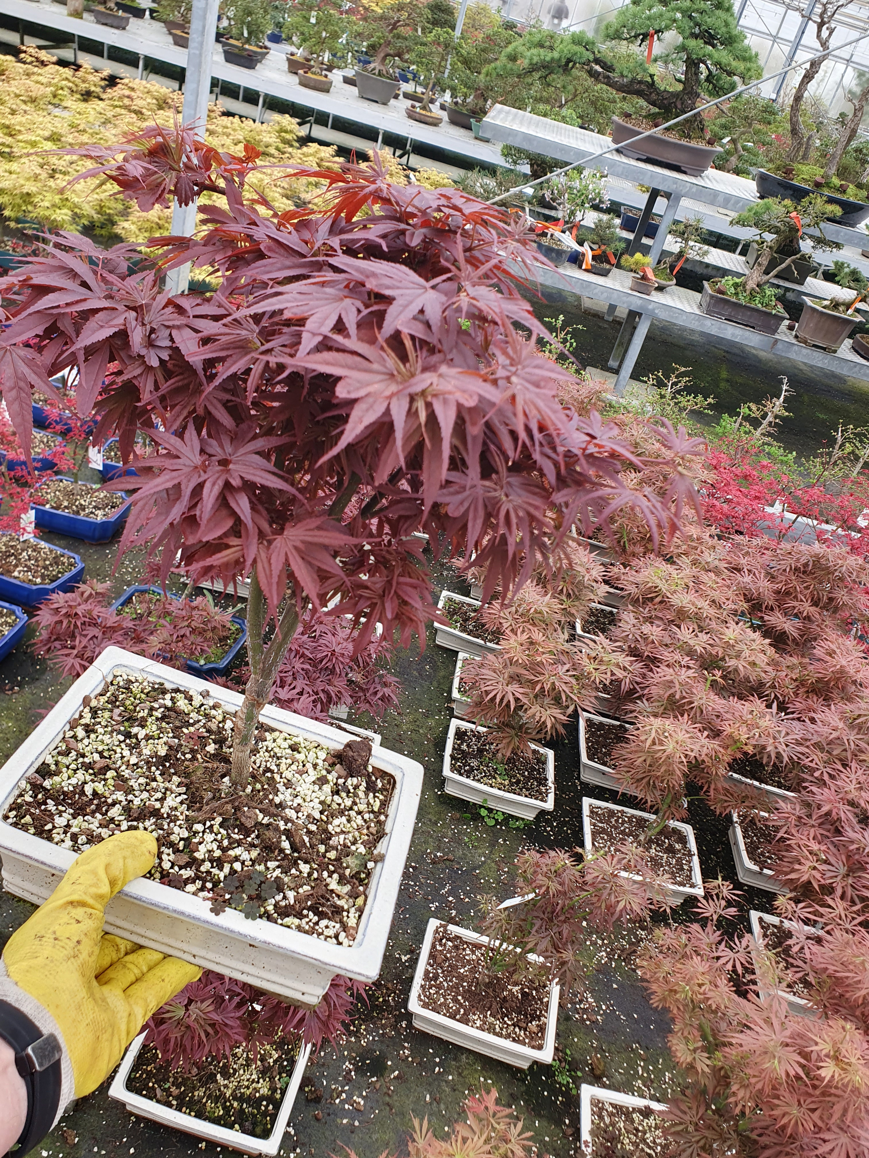 Горшечные цветы и растения оптом Acer Palmatum Shaina, от 2шт из Голландии с доставкой по России