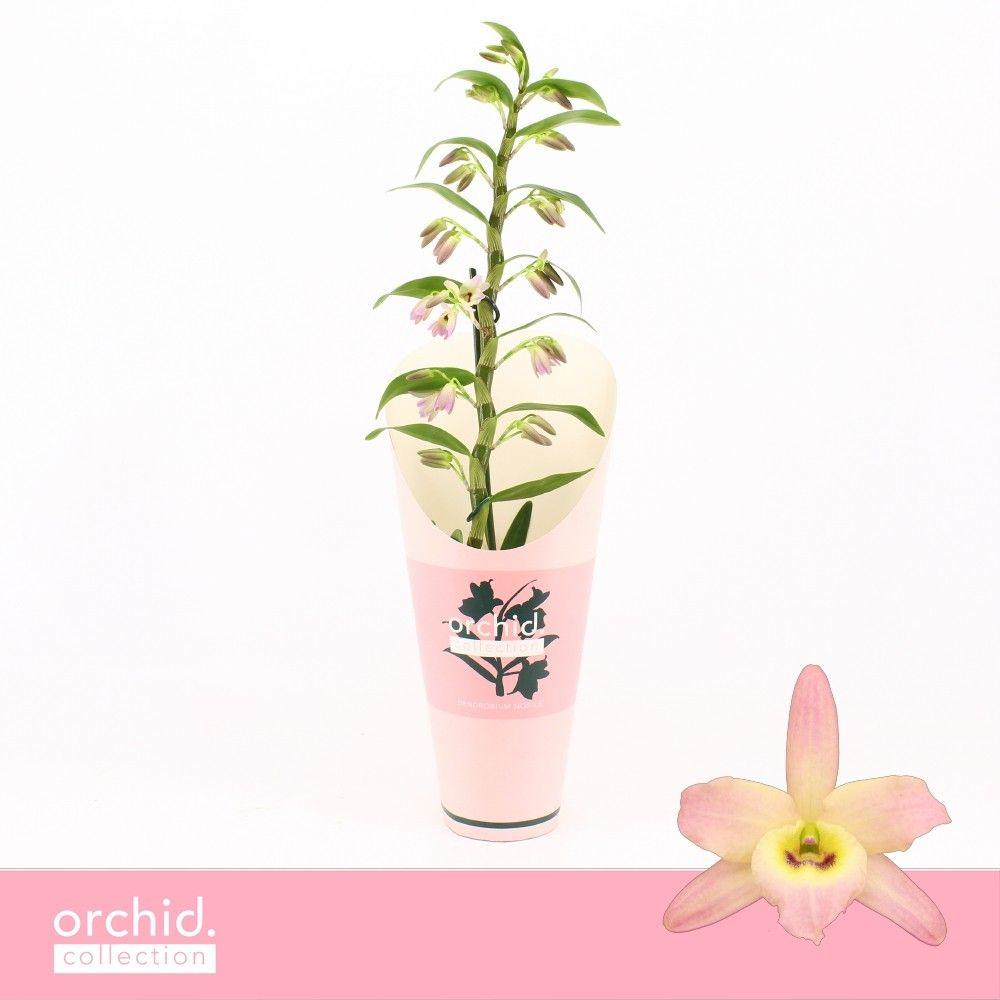 Горшечные цветы и растения оптом Dendr Nob 1st Fairlight Orchid Collec от 6шт из Голландии с доставкой по России