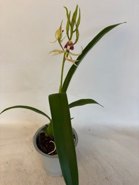 Горшечные цветы и растения оптом Encyclia Octopussy от 6шт из Голландии с доставкой по России