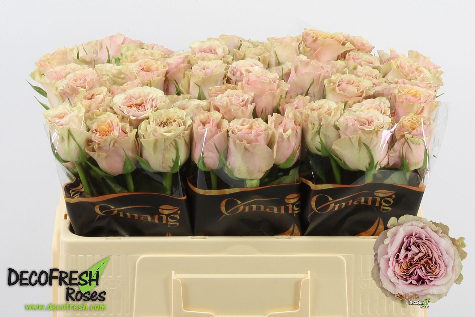 Срезанные цветы оптом Rosa large mabella от 60шт из Голландии с доставкой по России